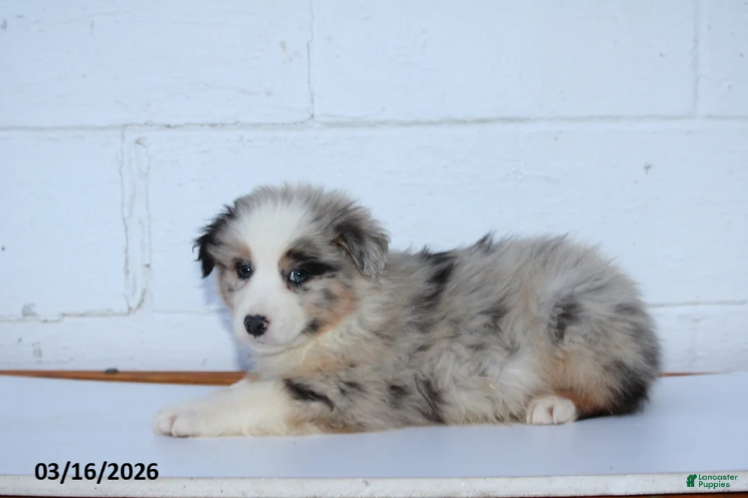 Australian Shepherd dogs for sale: Rufus - Ad 3