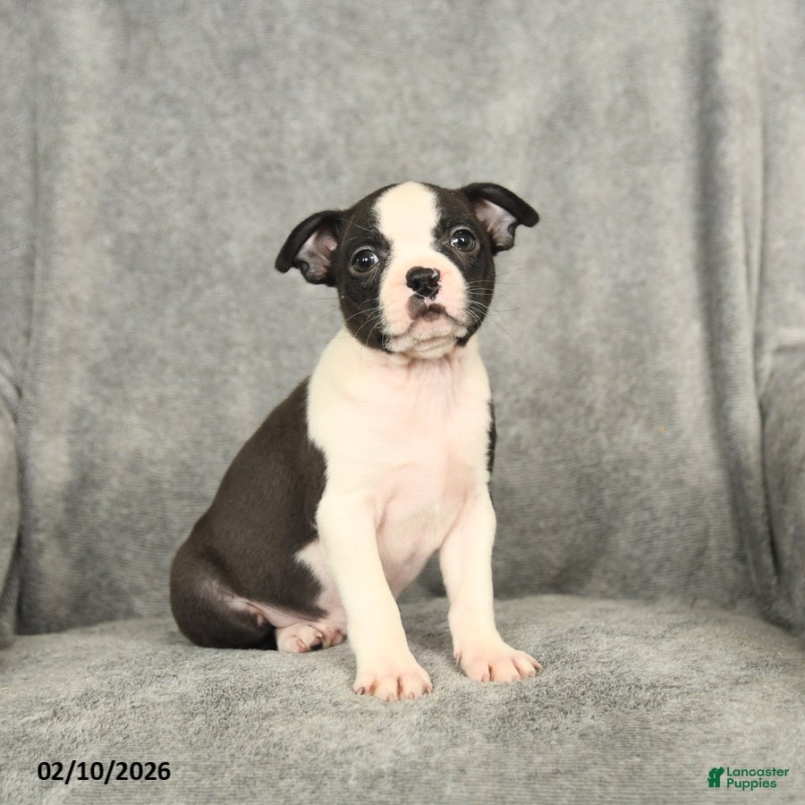 Boston Terrier dogs Bella   - Ad 27