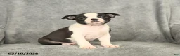 Boston Terrier dogs for sale: Bella   - Ad 1
