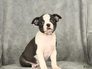 Boston Terrier dogs Bella - Ad 27