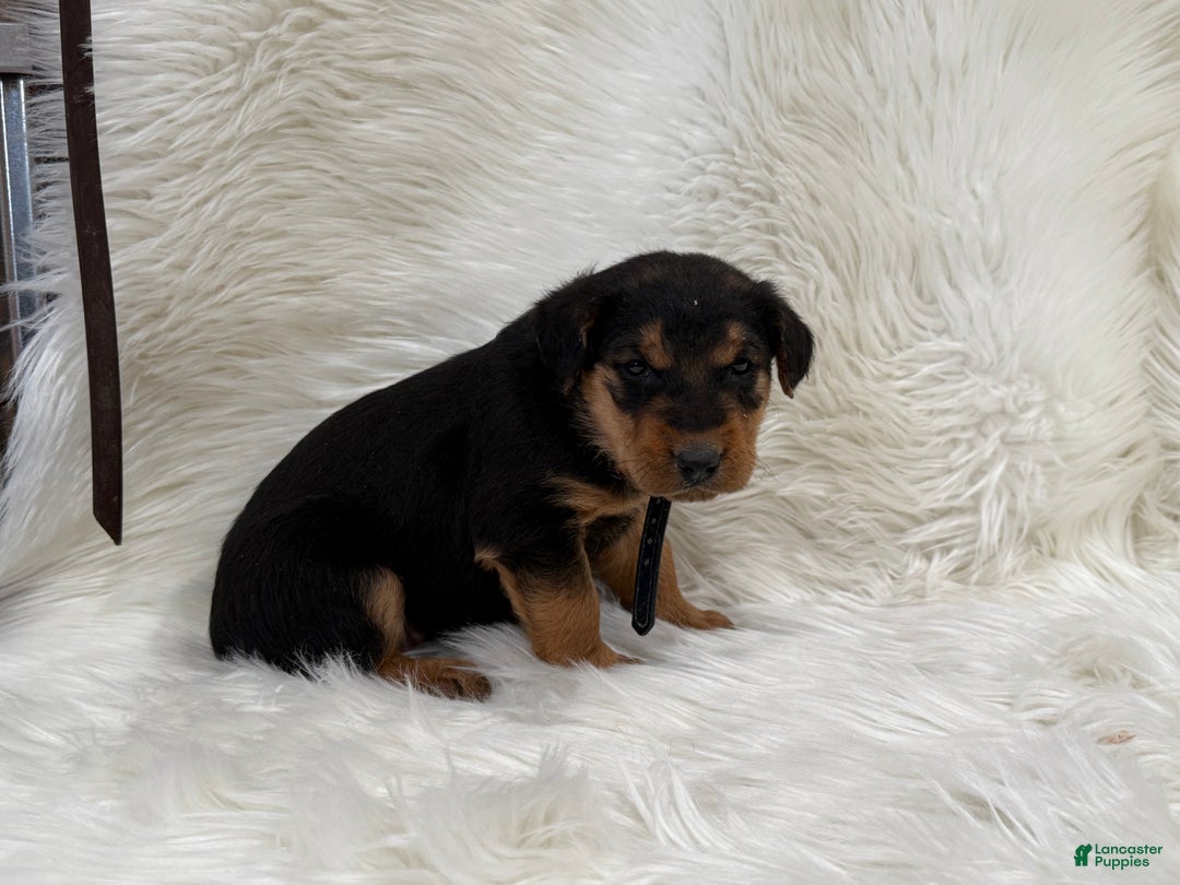 Airedale Terrier dogs for sale: Felicity Airedale Terrier Puppy 1 - Ad 2