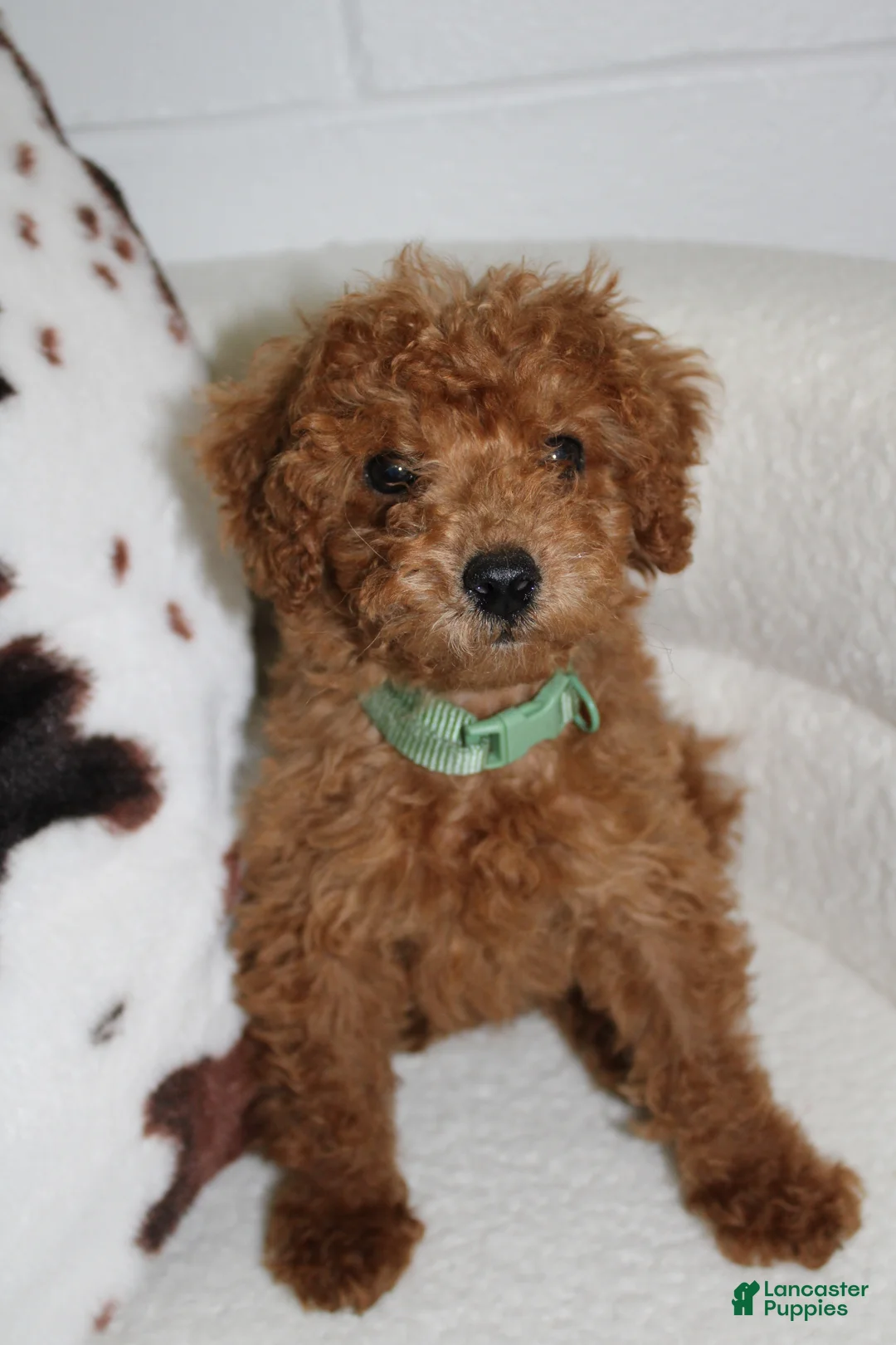 Toy Poodle dogs for sale: Toy Poodle Puppy 1 - Ad 7