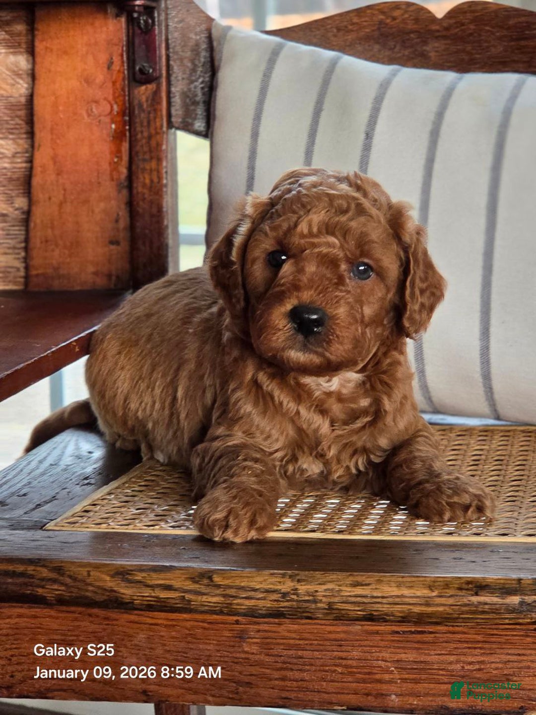 Mini Goldendoodle dogs for sale: Ginger  - Ad 3