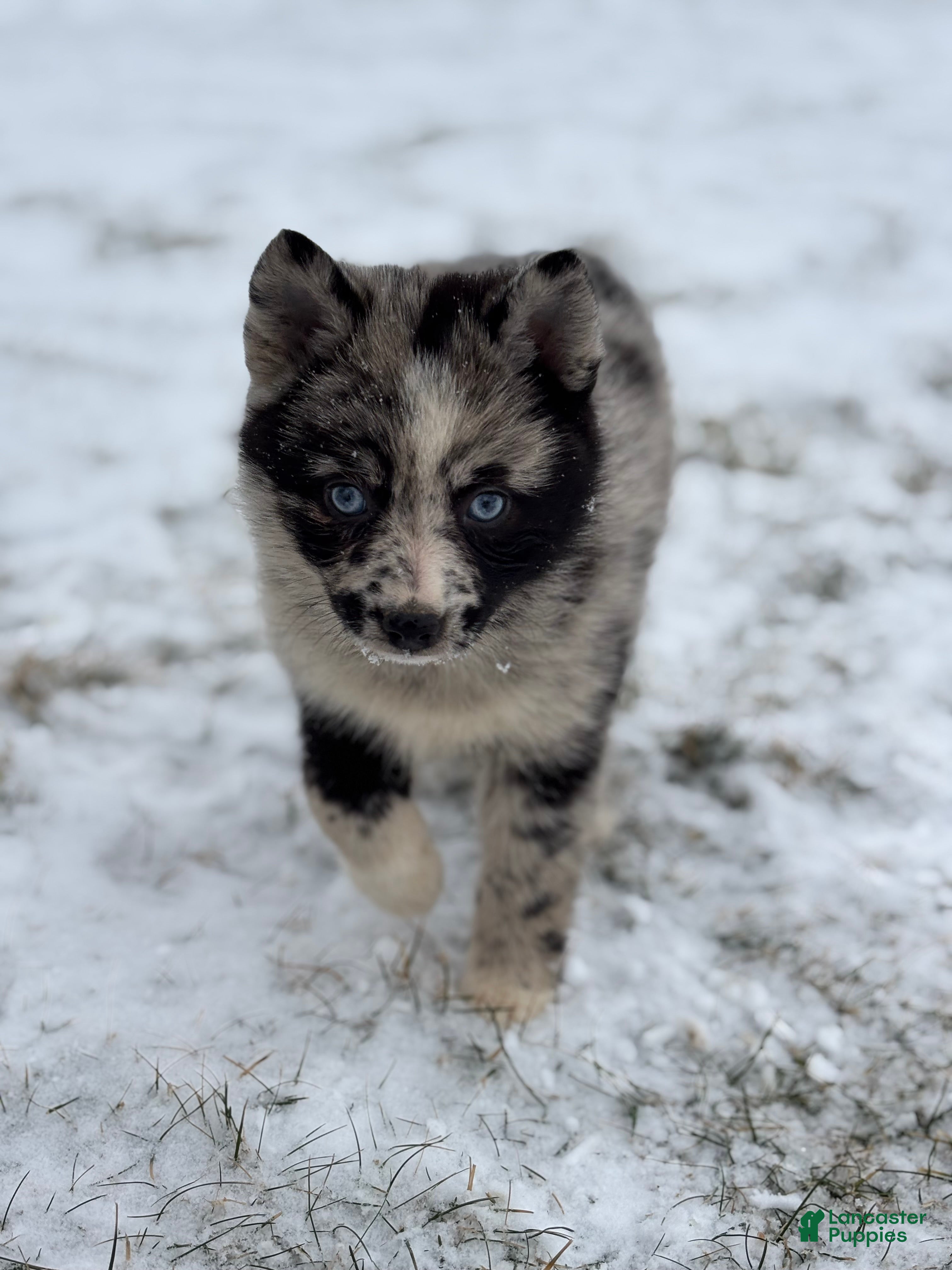 Pomsky dogs Gemma - Ad 2