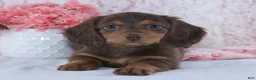 Miniature Dachshund dogs for sale: Florence - Ad 4