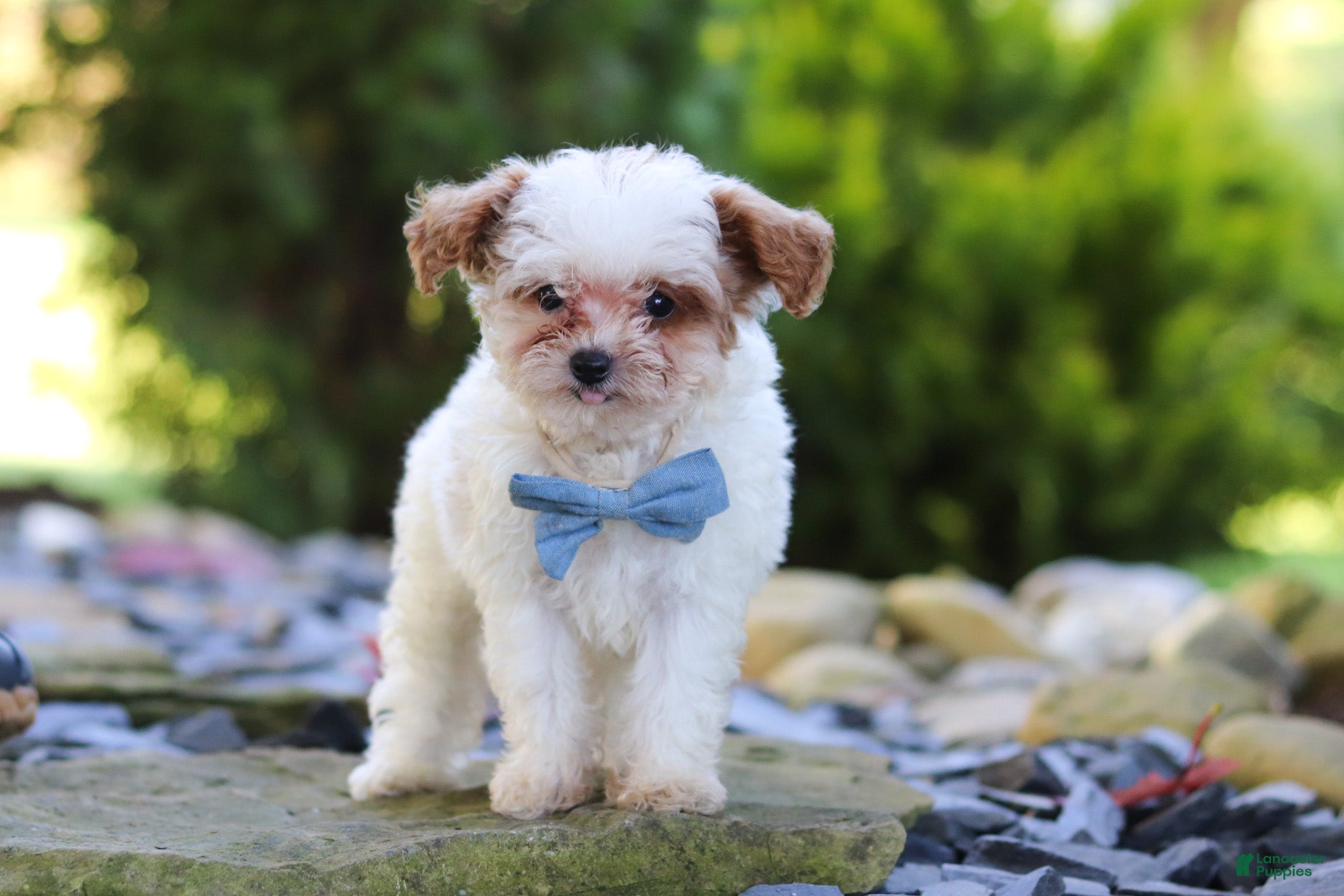 Cavapoo dogs Marley - Ad 1