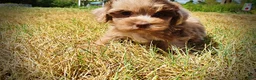 Havapoo dogs for sale: Kiwi - Ad 8