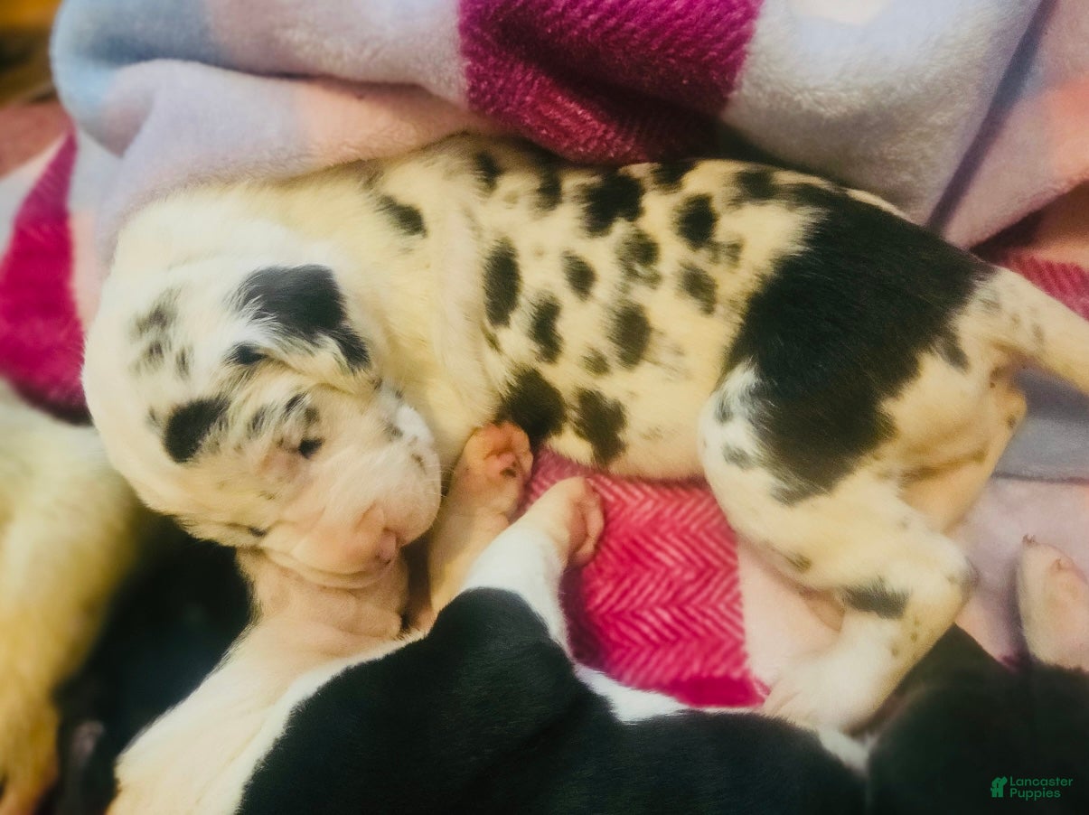 Great Dane dogs Jewel  - Ad 21