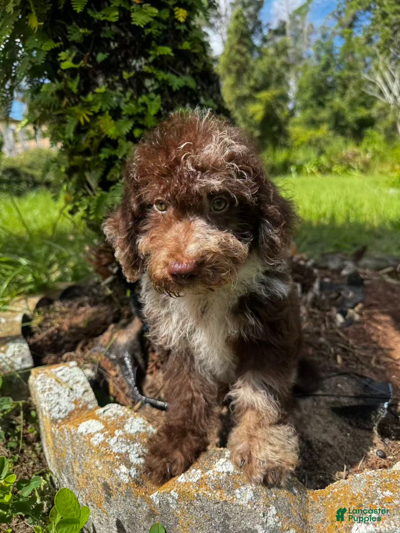 Miniature Labradoodle dogs Scott - Ad 1