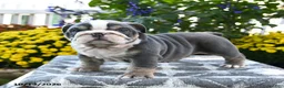 English Bulldog dogs for sale: Tank - Ad 2