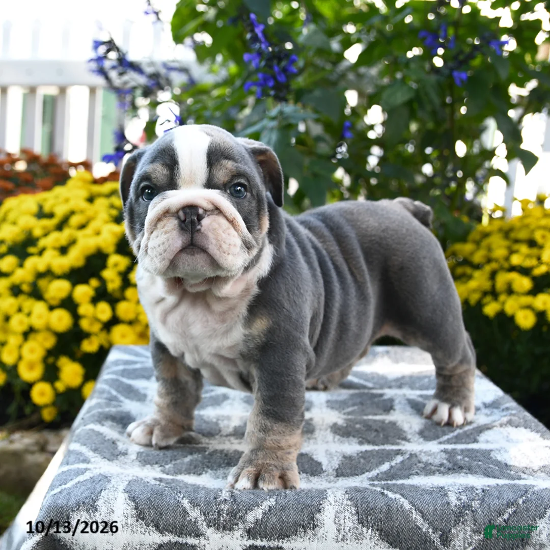 English Bulldog dogs for sale: Tank - Ad 2