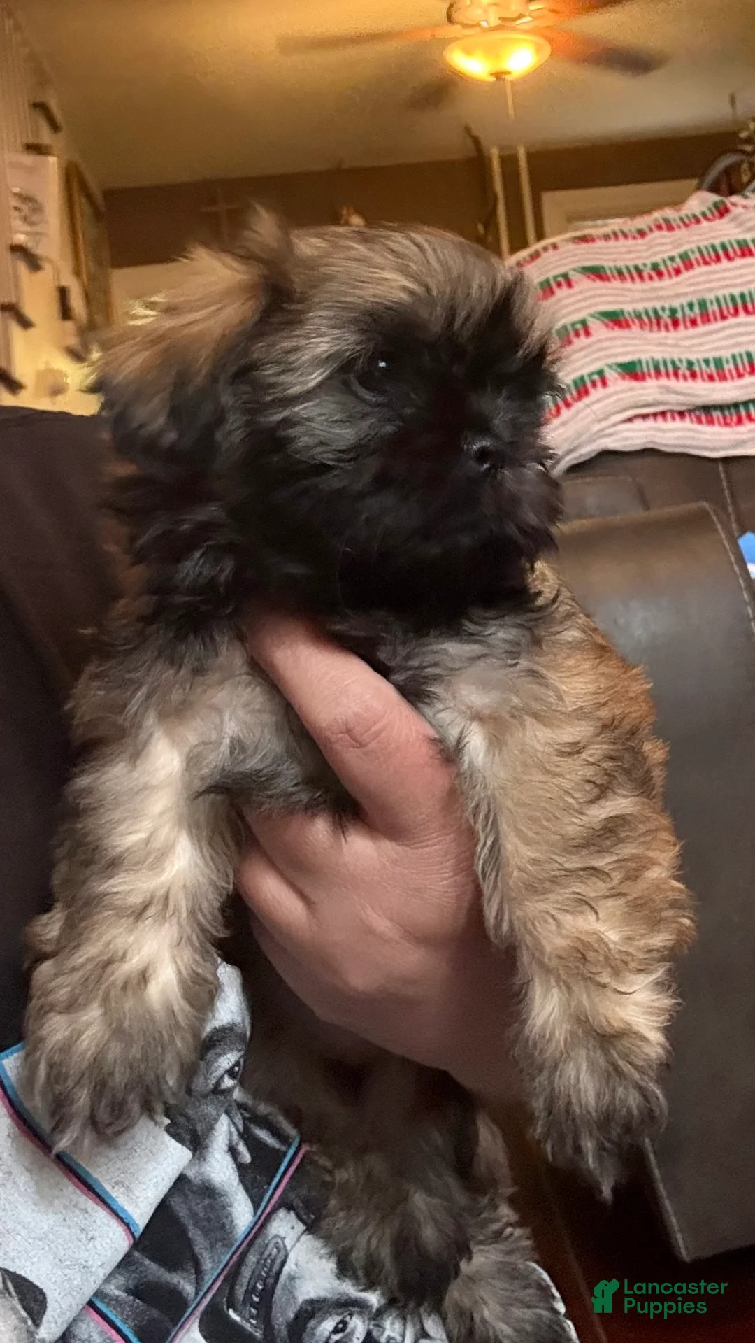 Shih Tzu dogs for sale: Tiara - Ad 2