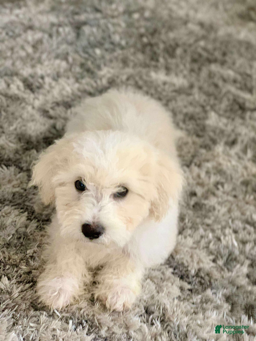 Miniature Poodle dogs for sale: Leo - Ad 5