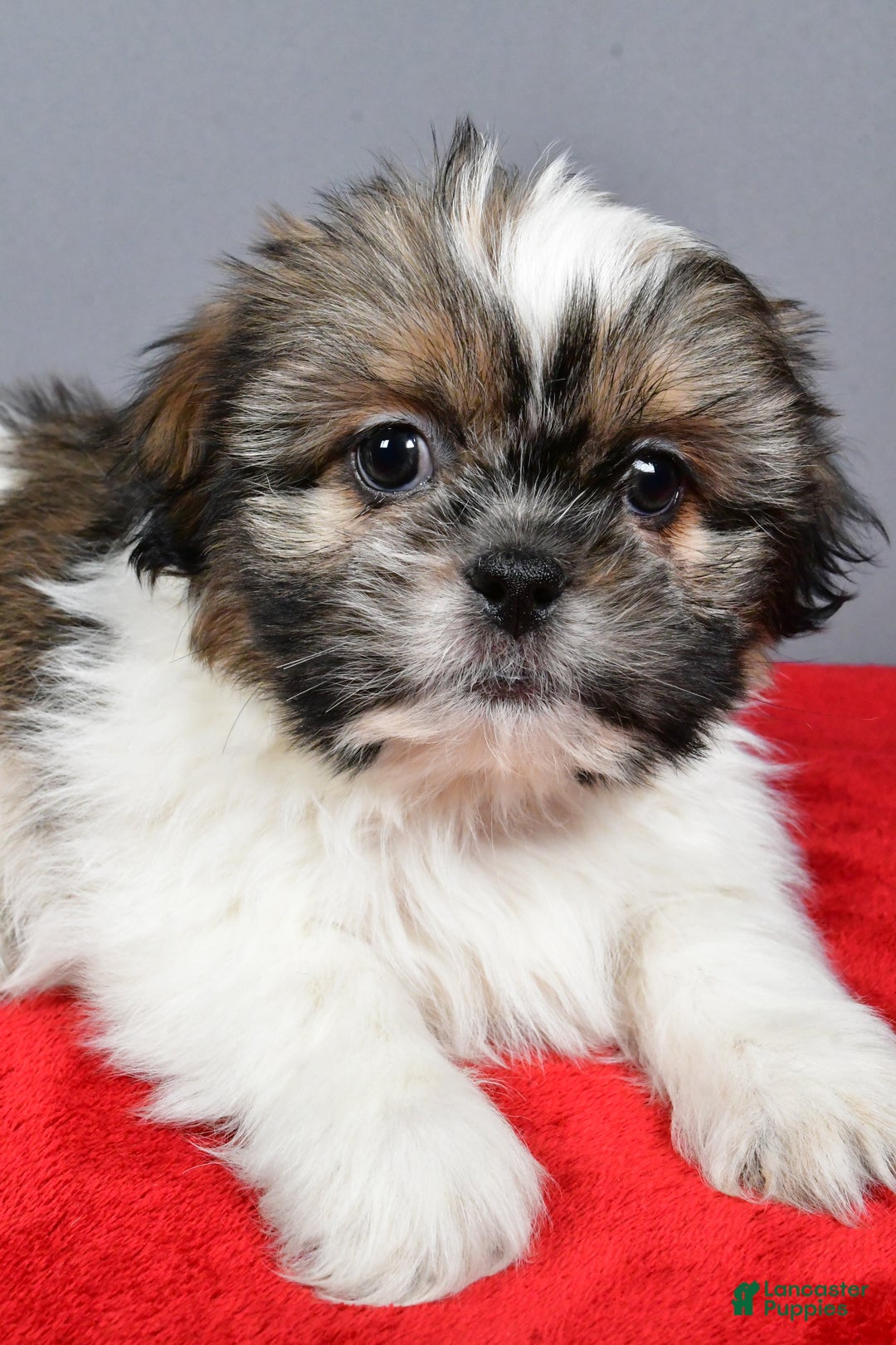 Shih Tzu dogs for sale: Markie - Ad 3