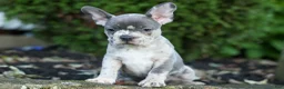 Frenchton dogs for sale: MINDY - Ad 30