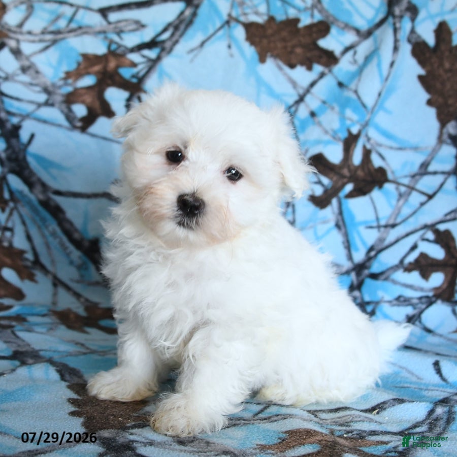 Maltese dogs Polar - Ad 1