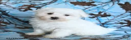 Maltese dogs for sale: Polar - Ad 1