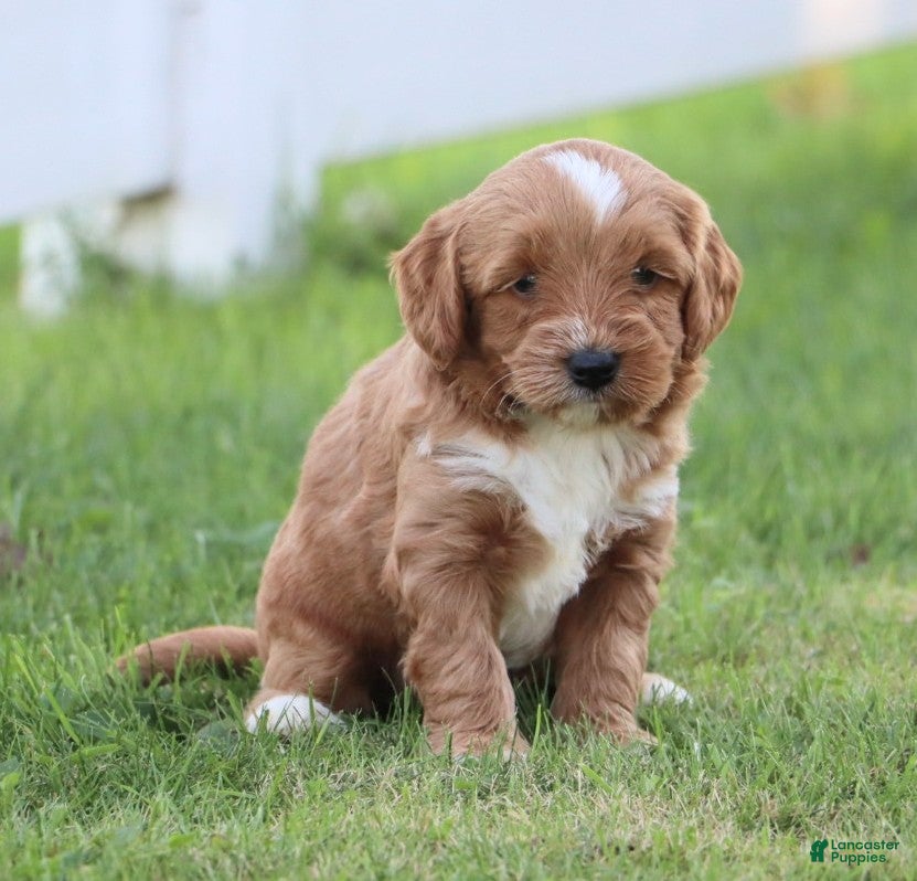 Miniature Labradoodle dogs Buster - Ad 1