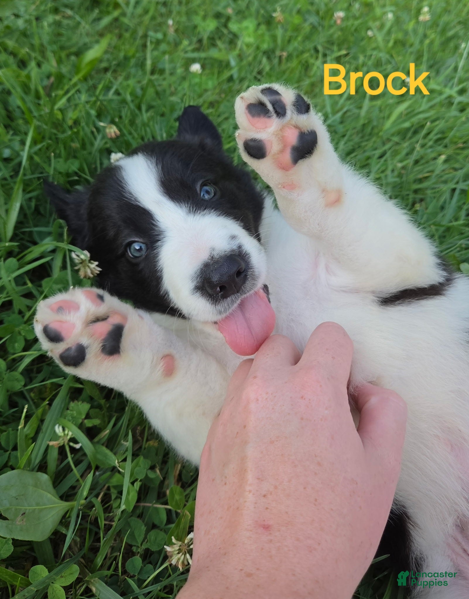 Border Collie dogs Border Collie 4 - Ad 1