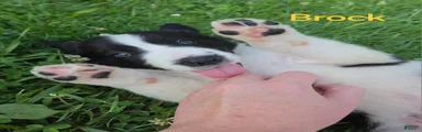 Border Collie 4