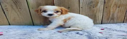 Cavachon dogs for sale: Blizzard - Ad 2
