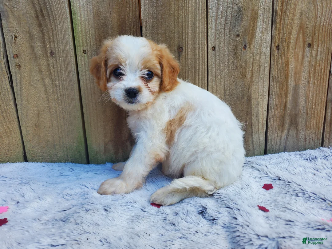 Cavachon dogs for sale: Blizzard - Ad 2