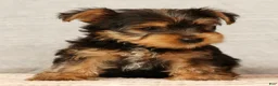 Yorkshire Terrier dogs for sale: Haven - Ad 9