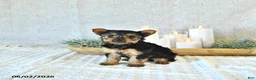 Yorkshire Terrier dogs for sale: Bella   - Ad 3