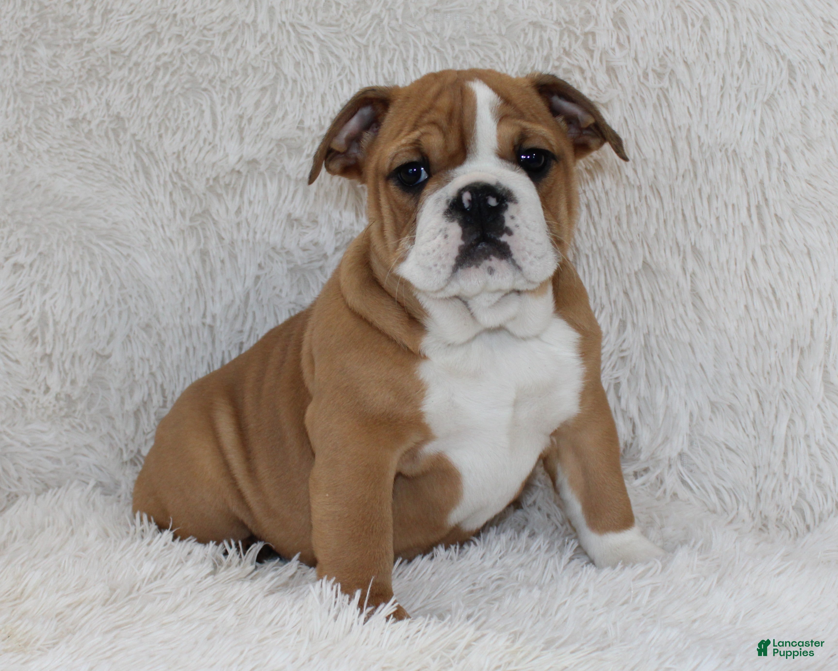 English Bulldog dogs Paige - Ad 40