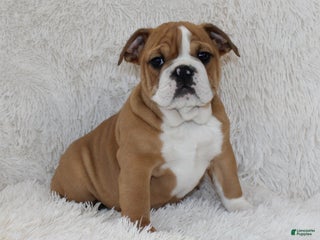 English Bulldog dogs Paige - Ad 40