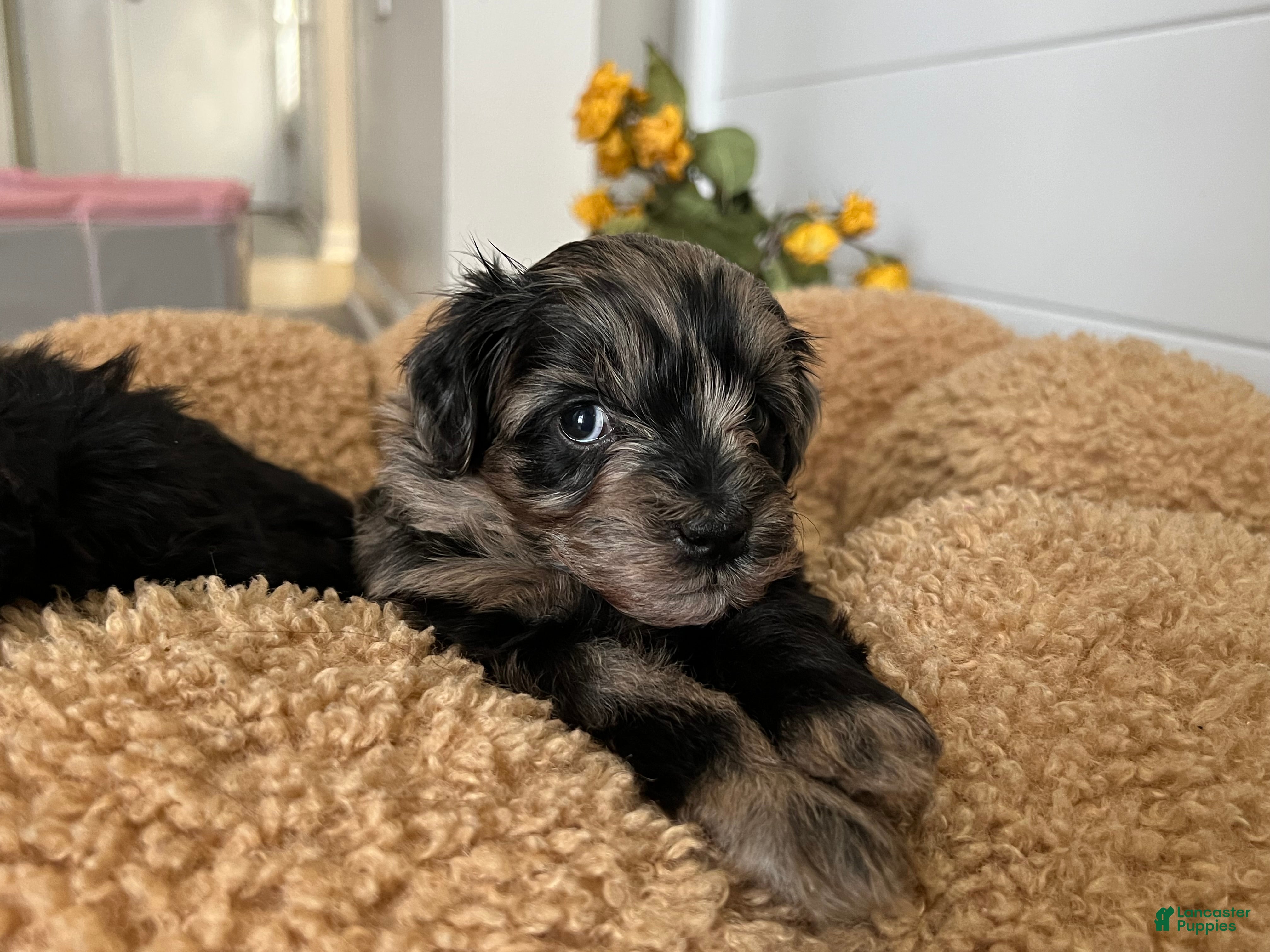 Cavapoo dogs Cavapoo Puppy 2 - Ad 22