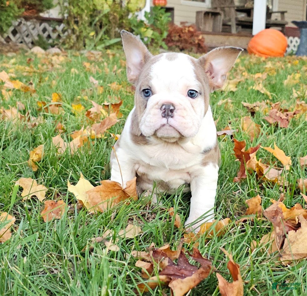 Mixed Breed dogs MOON STAR -MINI - Ad 16