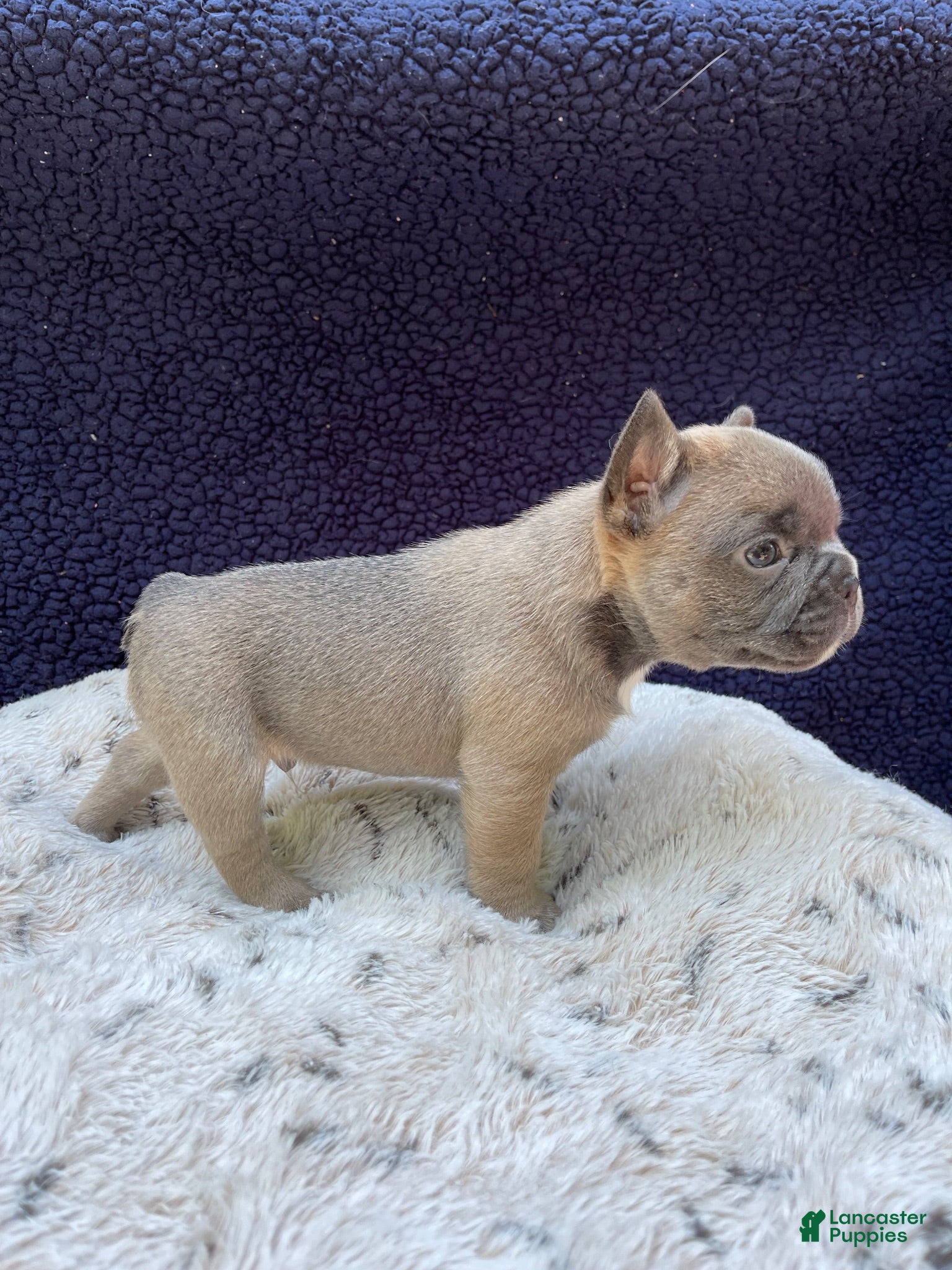 French Bulldog dogs French Bulldog 3 - Ad 2