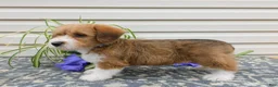 Corgipoo dogs for sale: Les - Ad 5
