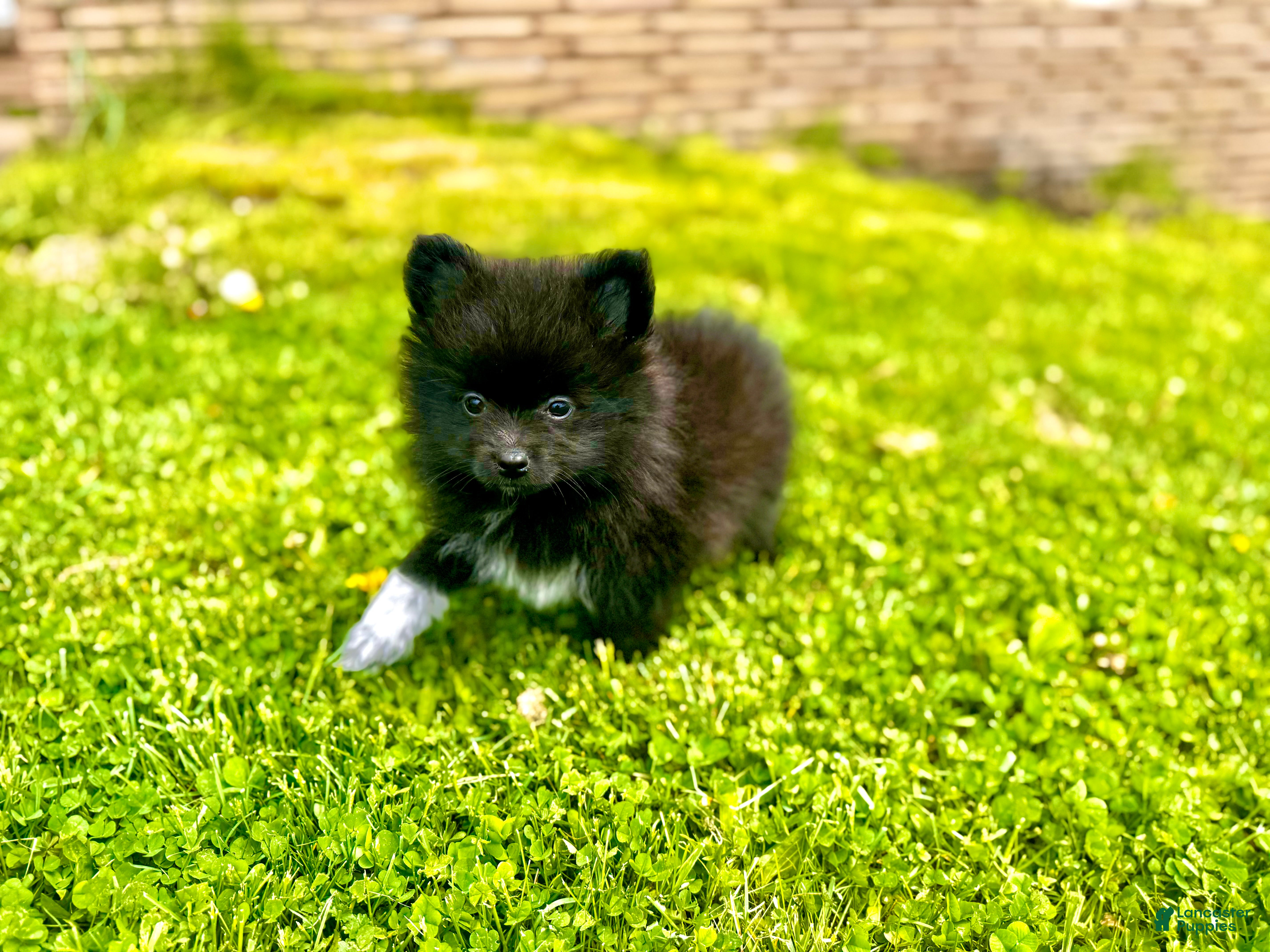 Pomeranian dogs for sale: Tater tot  - Ad 2