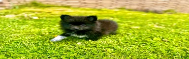 Tater tot 