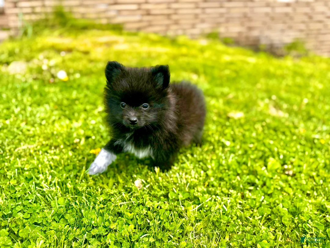 Pomeranian dogs for sale: Tater tot  - Ad 1