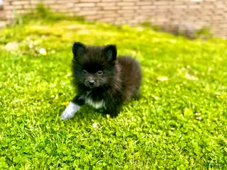 Pomeranian dogs for sale: Tater tot - Ad 2