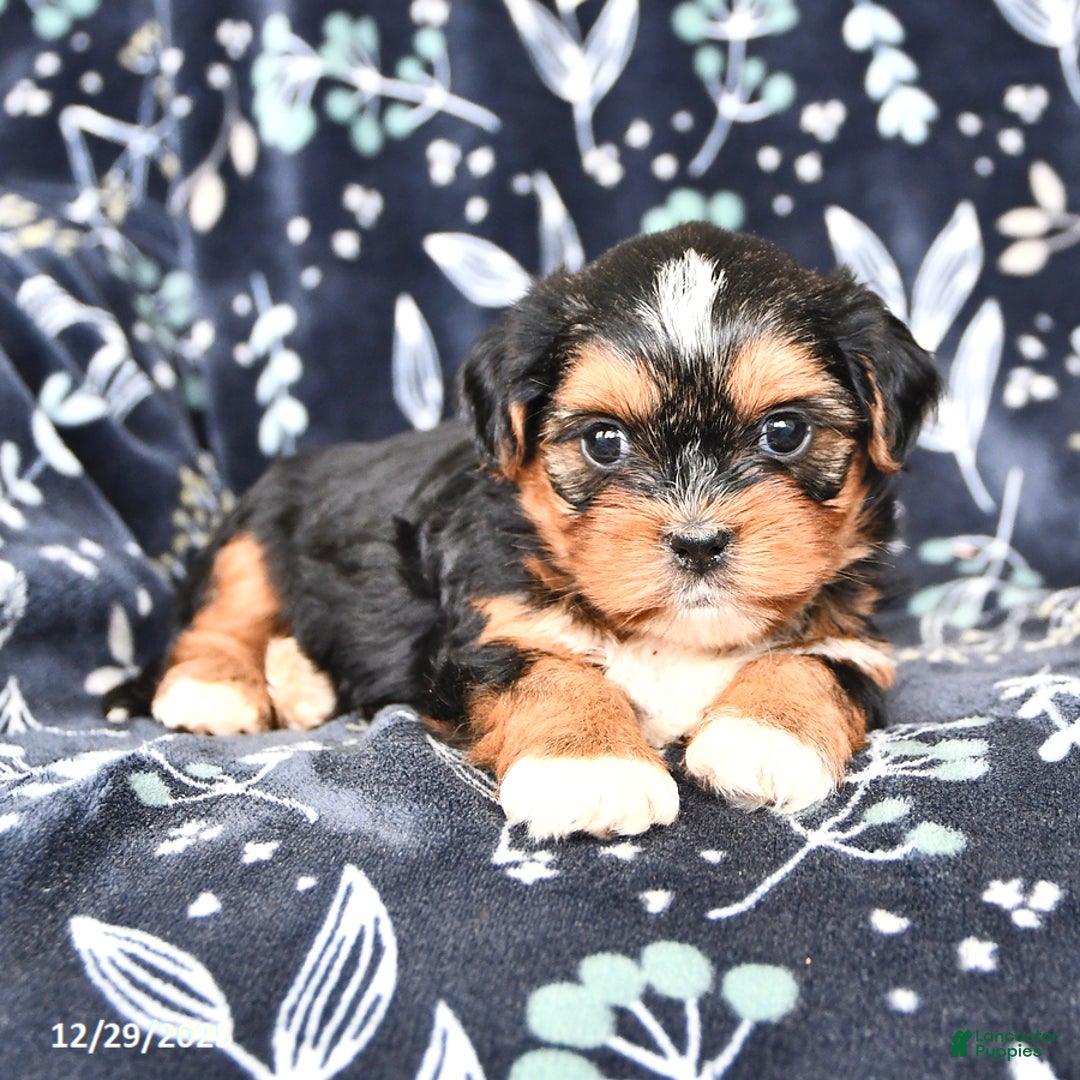 Shorkie dogs for sale: Casper - Ad 3