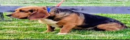 Beagle dogs for sale: Beagle 6 - Ad 4
