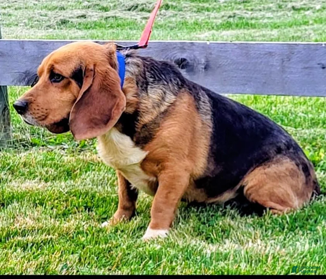 Beagle dogs for sale: Beagle 6 - Ad 4