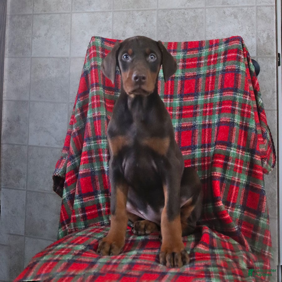Doberman Pinscher dogs Fancy - Ad 2