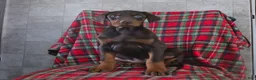 Doberman Pinscher dogs for sale: Fancy - Ad 4