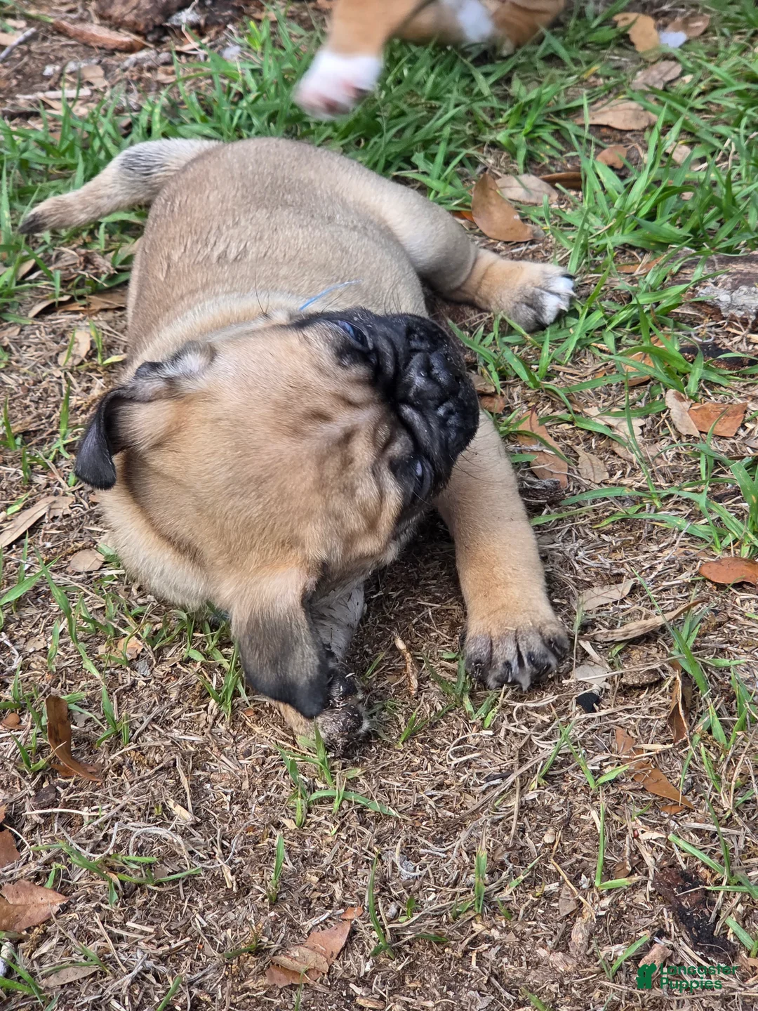 Mixed Breed dogs for sale: Dusty - Ad 2