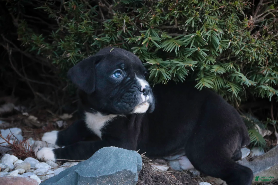 Boxer dogs for sale: Wayne - Ad 2