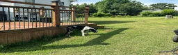 Great Dane dogs for sale: Harley - Ad 3