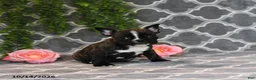 Frenchton dogs for sale: Mandy - Ad 4