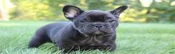 French Bulldog dogs for sale: Bramble - Ad 2