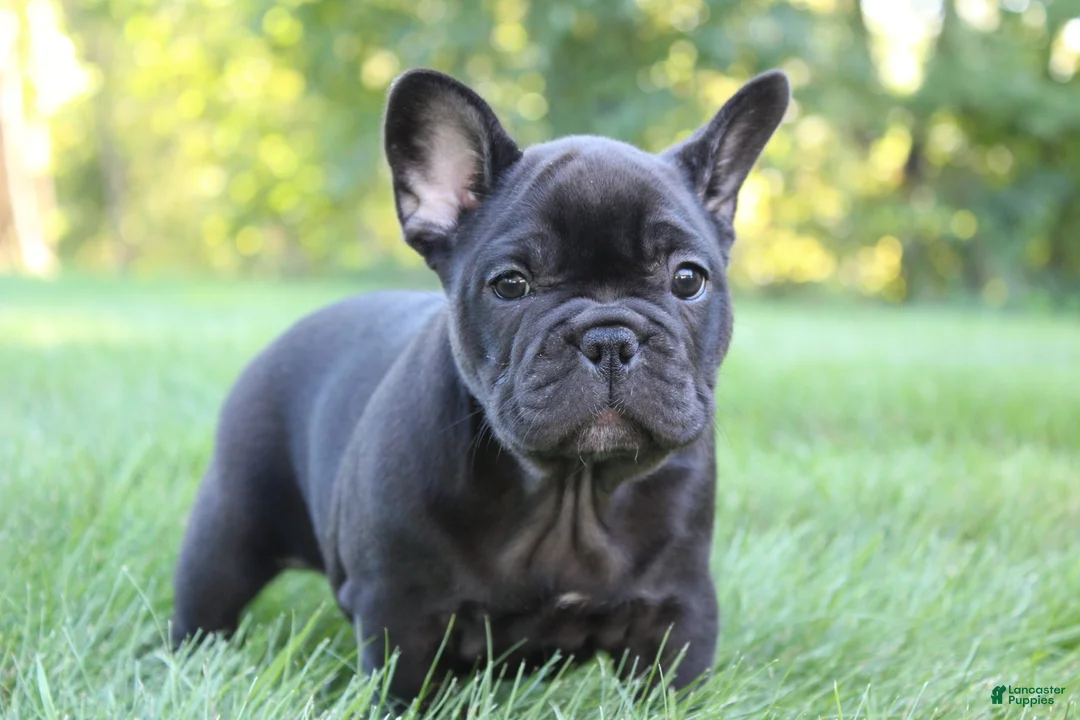French Bulldog dogs for sale: Bramble - Ad 2