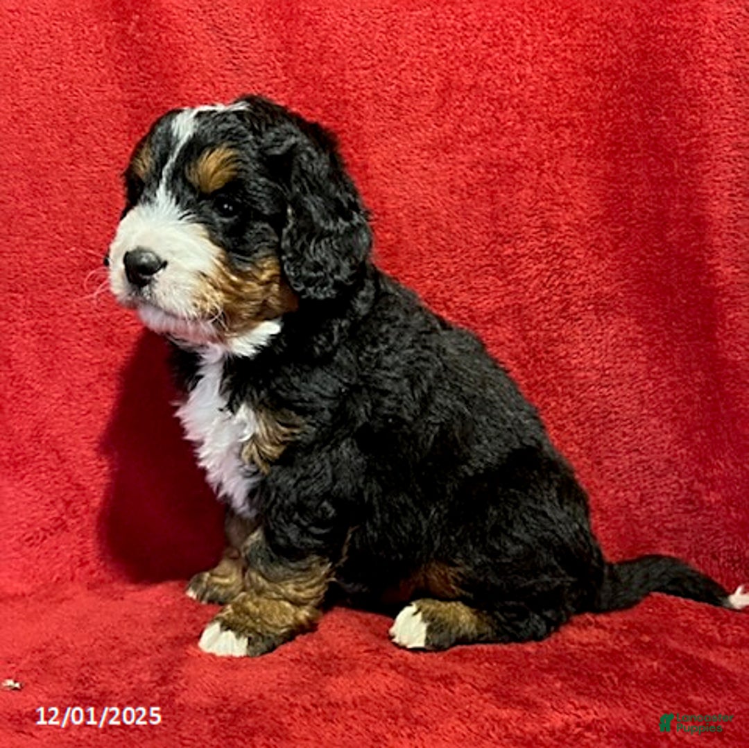 Mini Bernedoodle dogs for sale: Buster - Ad 5